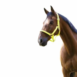 Hot Norton - Licol fluo doublé jaune