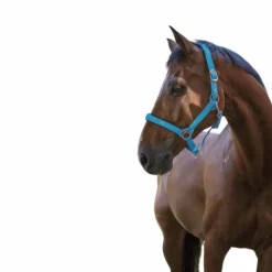 Norton - Licol fluo doublé bleu Hot