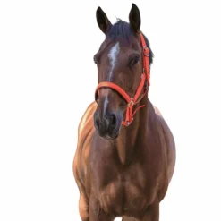 Norton - Licol fluo doublé Orange Sale