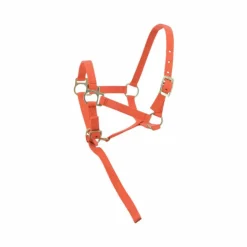 Best Norton - Licol foal + longe orange