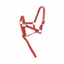 Clearance Norton - Licol foal + longe rouge