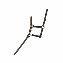 Norton - Licol foal + longe noir