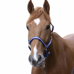 Norton - Licol nylon doublé cuir marine/ blanc/ bleu New