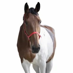 Norton - Licol nylon double épaisseur rouge Best