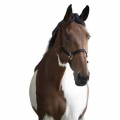 Best Norton - Licol nylon double épaisseur noir