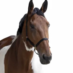 Best Norton - Licol nylon double épaisseur noir