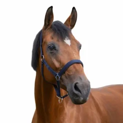 Norton - Licol nylon doublé néoprène marine Clearance