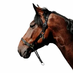 Clearance Norton - Licol Nylon Educatif Noir