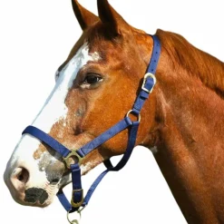 Best Norton - Licol nylon muserolle réglable marine