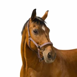 Sale Norton - Licol bouclerie métal laqué noir Prune