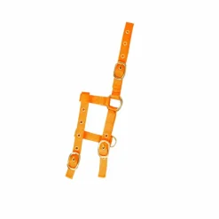 Norton - Licol réglable mini orange Discount