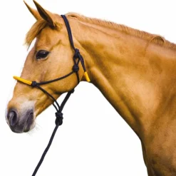 Hot Norton - Licol éthologique et longe Fun colour /orange Noir