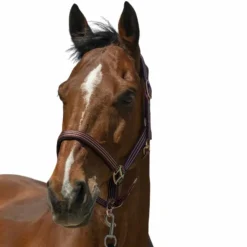 Norton - Licol Zari Bordeaux Clearance