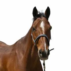 Hot Norton - Licol Zari Gris