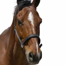 Norton - Licol Zari Noir Hot