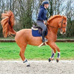 Hot Norton - Protège-boulets mouton XTR marine