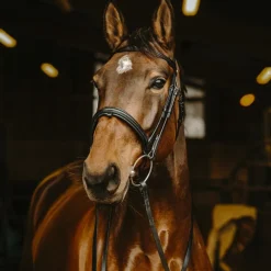 New Norton Pro - Rênes lisses Noir