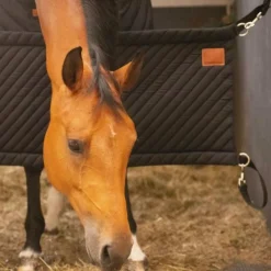 Paddock Sports - Porte de box Noir Online