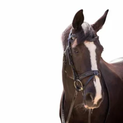 Pénélope - Bridon Smoothie avec rênes Noir Outlet