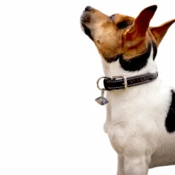 Discount Pénélope - Collier pour chien Olie Noir