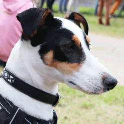 Pénélope - Collier pour chien Pearls / Blanc Noir New