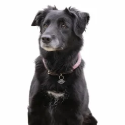 Pénélope - Collier pour chien Billie / lurex Rose New