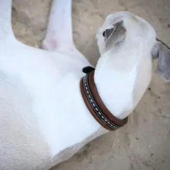 Sale Pénélope - Collier pour chien Point Sellier havane Marron