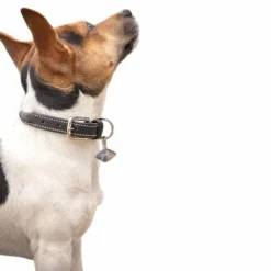 Hot Pénélope - Collier pour chien Olie havane Marron