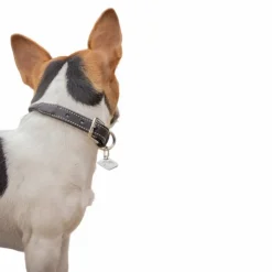 Hot Pénélope - Collier pour chien Olie havane Marron