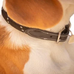 Pénélope - Collier pour chien Billie / lurex Noir Best