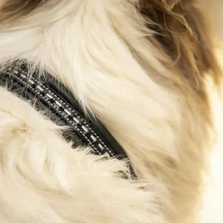 Pénélope - Collier pour chien Point Sellier Noir Online