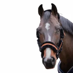 Pénélope - Licol mouton et cuir / Noir Discount