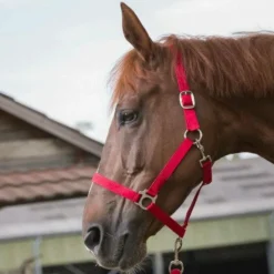 Riding World - Licol et longe Club Rouge Hot