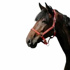 Riding World - Licol Nylon Cushion Rouge Hot