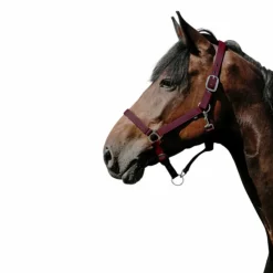 Riding World - Licol Nylon Cushion Bordeaux