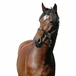 Online Riding World - Licol Nylon Cushion foncé Vert