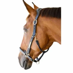 Clearance TdeT - Licol cuir et plaque anatomique noir